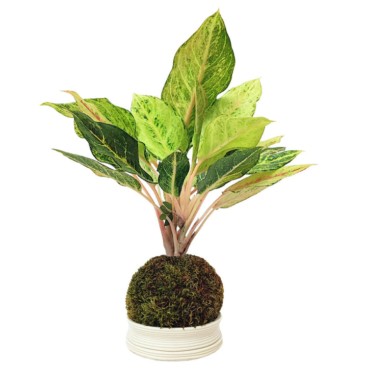Aglaonema Lucky in Kokedama con base in ceramica bianca, pianta da interno elegante con foglie variegate verde chiaro e crema.
