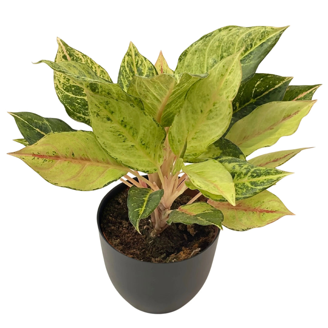 Pianta Aglaonema Lucky in vaso nero, con foglie variegate verde chiaro e rosa, perfetta per interni luminosi