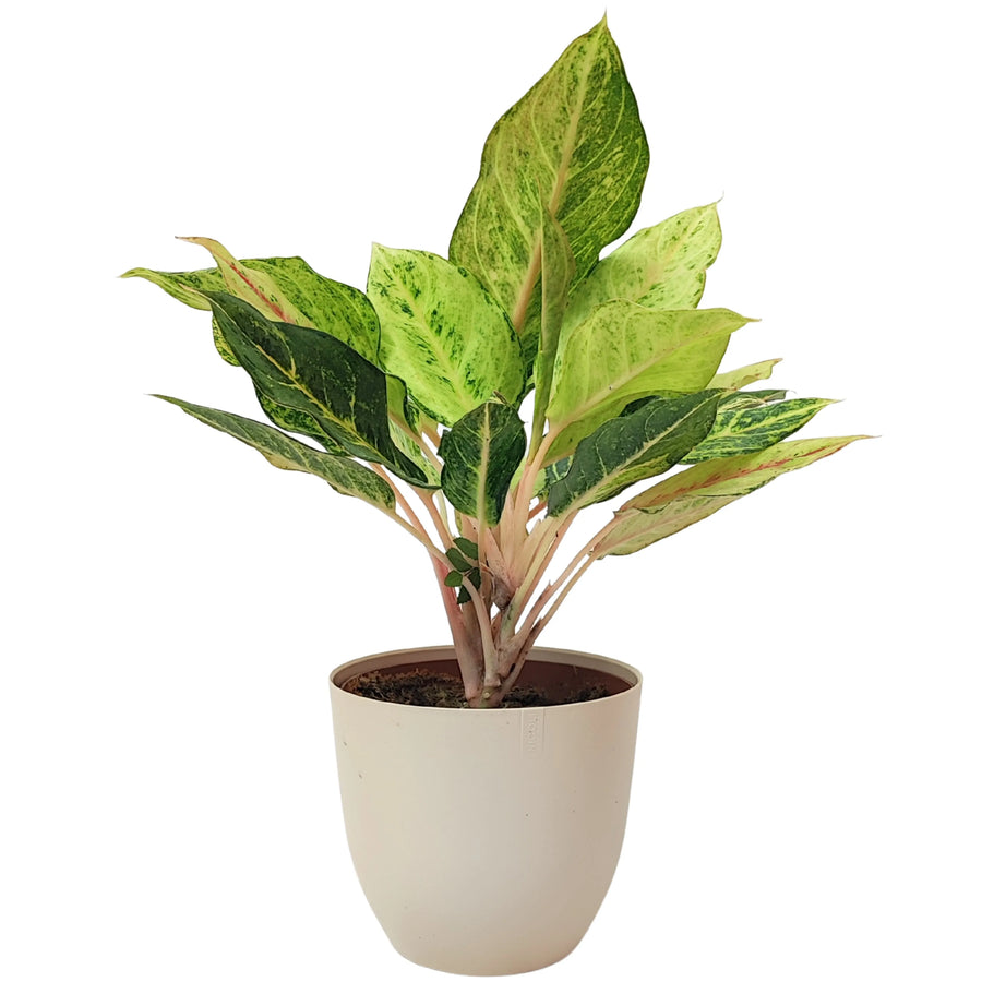 Aglaonema Lucky in vaso bianco, vista frontale con foglie variegate verde chiaro e verde scuro su sfondo bianco