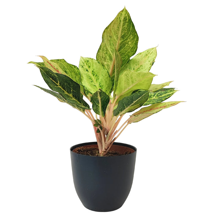 Pianta Aglaonema Lucky in vaso nero, ripresa frontale con fogliame decorativo e fusto rosa pallido
