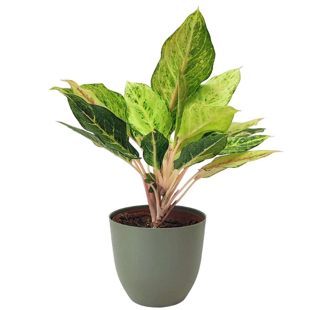 Aglaonema Lucky in vaso verde rosmarino, esemplare da interno con foglie striate di verde e crema.