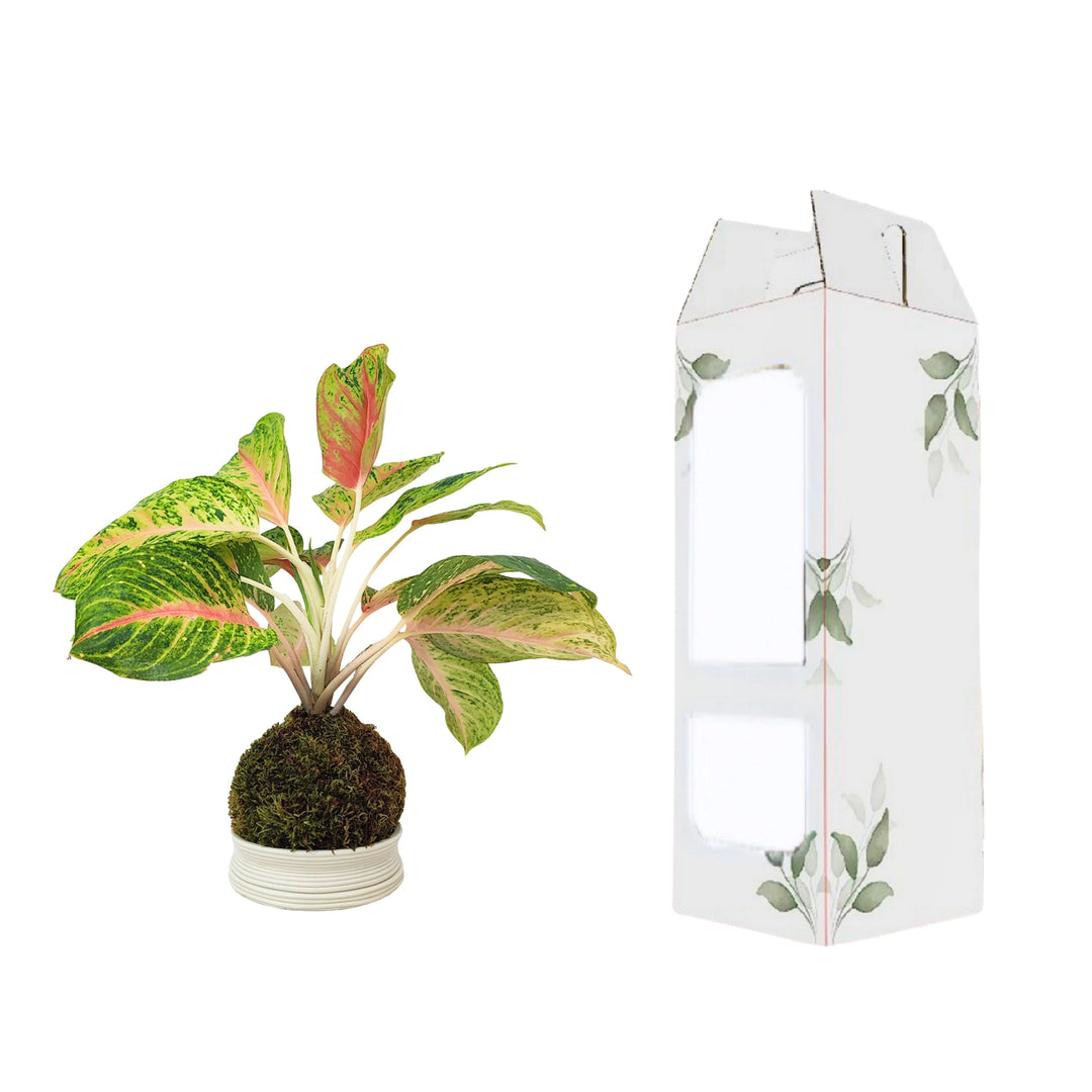 Aglaonema Maha in kokedama con confezione regalo ecosostenibile decorata a tema botanico, perfetta per un’idea regalo green