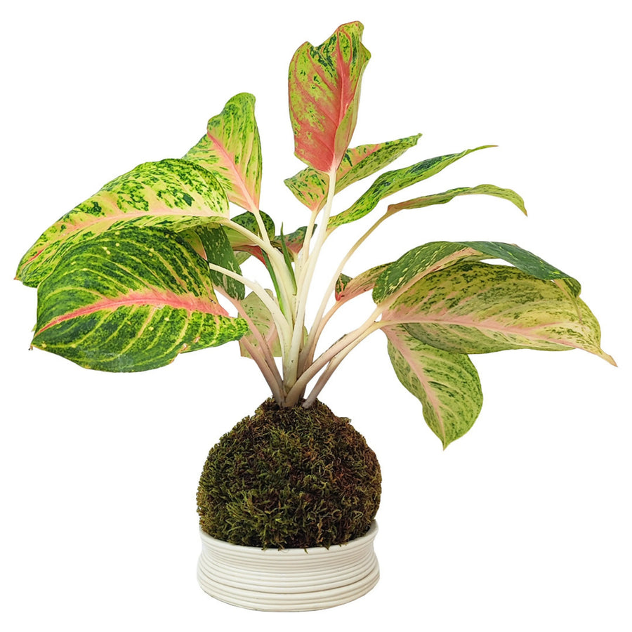 Aglaonema Maha in kokedama su base in ceramica bianca, pianta da interno con foglie variegate verdi e rosa su sfondo bianco