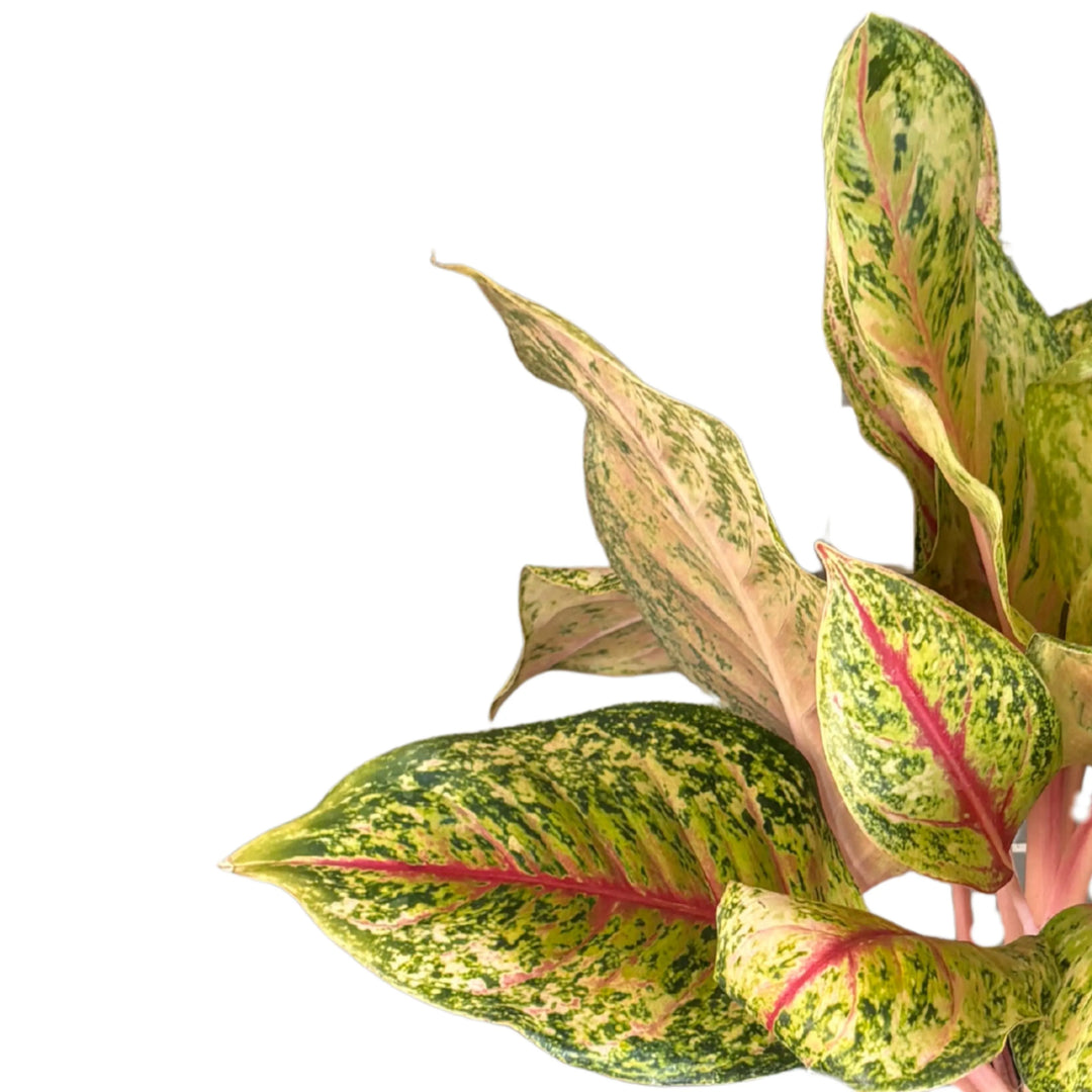 Dettaglio delle foglie dell’Aglaonema "Maha Lab", con venature rosa e margini verde screziato, ideale come pianta decorativa da interni.