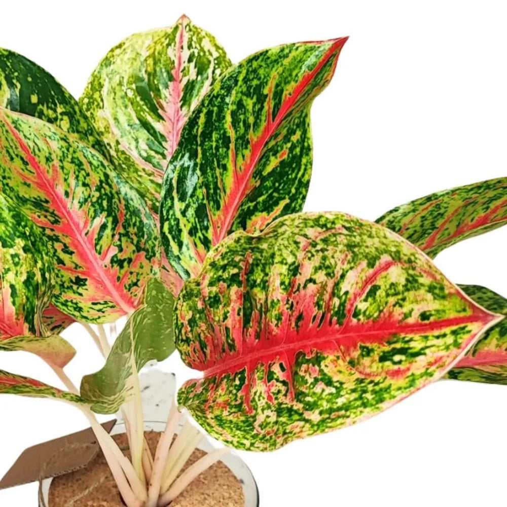 Dettaglio foglie Aglaonema Maha Lab in idrocultura – pianta da interno con foglie variegate verde, crema e rosa intenso, coltivata in vaso di vetro con tappo in sughero.




