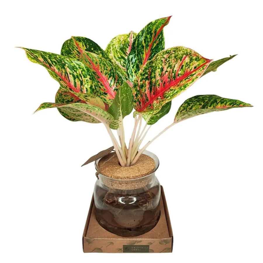 Aglaonema Maha Lab in idrocultura su base in cartone – pianta da interno con foglie variegate verde, crema e rosa, coltivata in vaso di vetro trasparente con tappo in sughero.