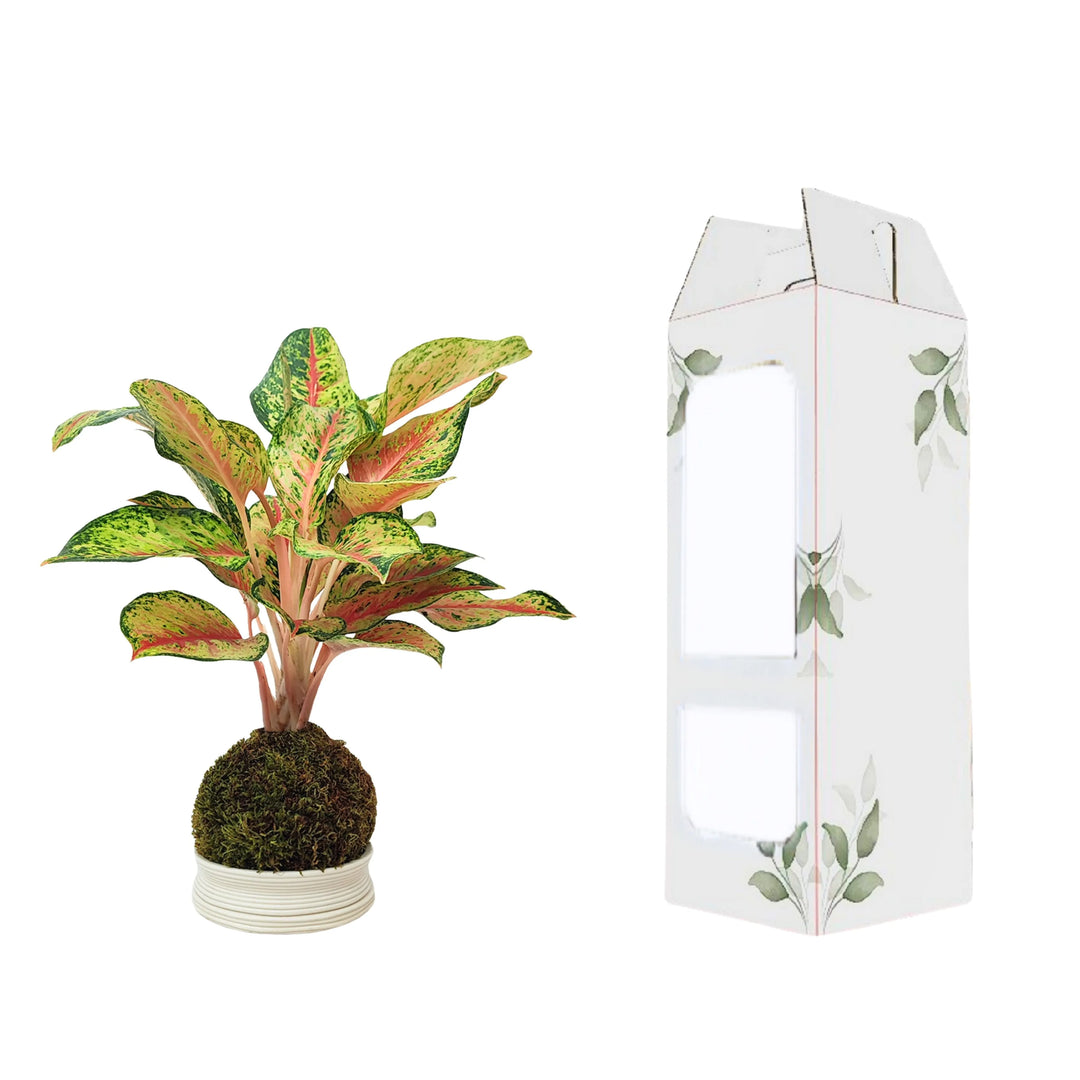 Aglaonema Maha Lab in Kokedama accanto alla confezione regalo con finestra e decoro foglie, ideale per regali green.