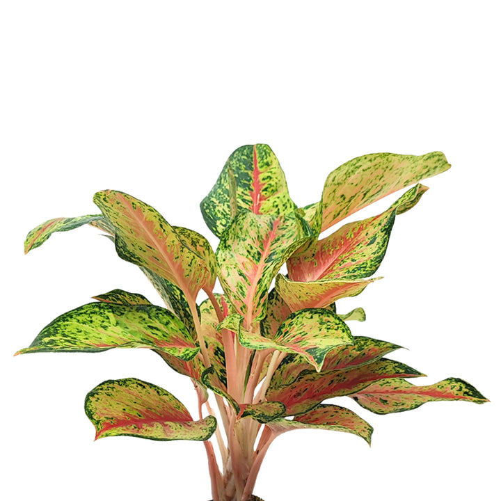 Dettaglio delle foglie variegate rosa e verdi dell’Aglaonema Maha Lab in Kokedama, pianta d'appartamento decorativa.