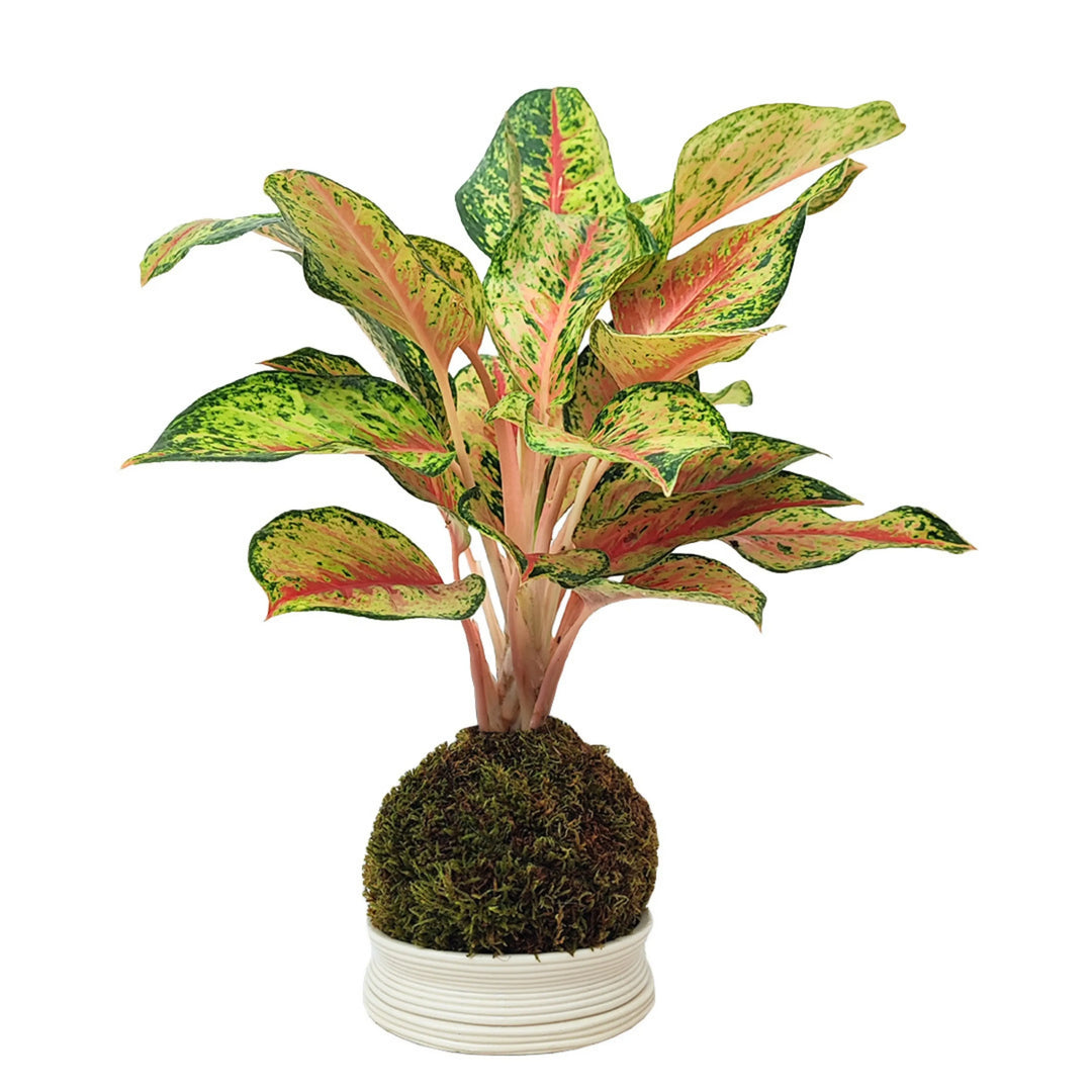 Aglaonema Maha Lab in Kokedama su base bianca, pianta ornamentale da interno con foglie rosa e verdi variegate.