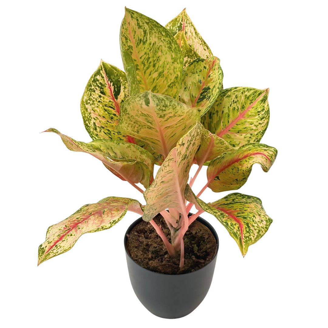 Pianta Aglaonema "Maha Lab" in vaso nero, con foglie variegate nei toni del verde, rosa e crema, perfetta per ambienti interni moderni.