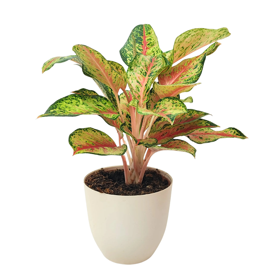 Pianta Aglaonema Maha Lab in vaso bianco, ripresa frontalmente con foglie punteggiate di verde scuro e venature rosa accese.