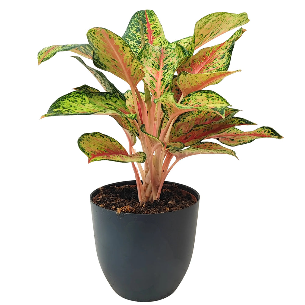 Aglaonema Maha Lab in vaso nero fotografata frontalmente, con foglie variegate verdi, rosa e giallo chiaro, pianta ornamentale da interno.