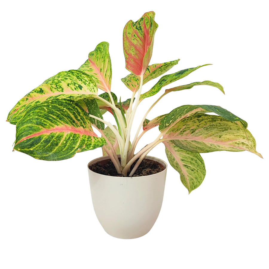 Aglaonema Maha in vaso bianco, pianta tropicale con foglie variegate verdi e rosa, perfetta per arredare gli interni.