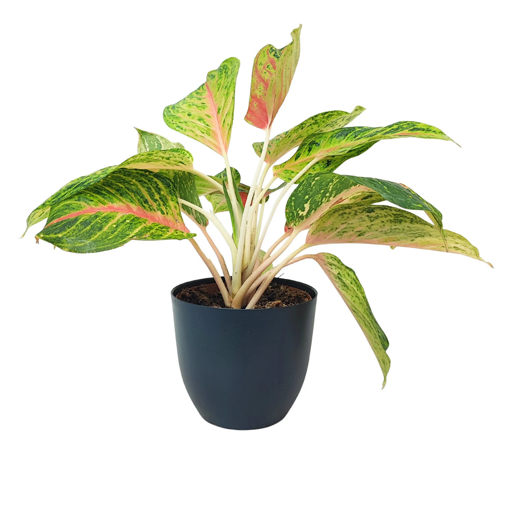 Pianta Aglaonema Maha in vaso nero, caratterizzata da foglie grandi con screziature verdi e nervature rosa decorative.