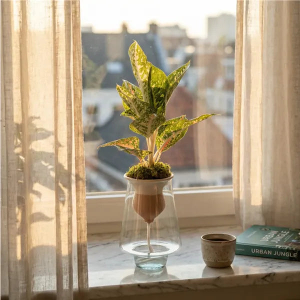 Aglaonema Mix in idrocoltura con cono terracotta e vaso vetro su davanzale marmo con luce calda tramonto