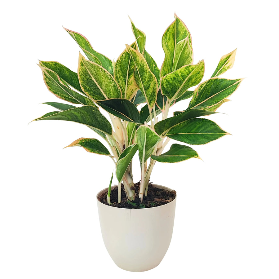 Aglaonema Pink Orink in vaso bianco, pianta ornamentale con foglie verdi variegate dai bordi rosa e steli chiari.