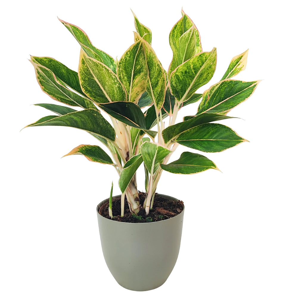 Pianta Aglaonema Pink Orink coltivata in vaso verde, con fogliame fitto e colorazioni verdi, crema e rosa.