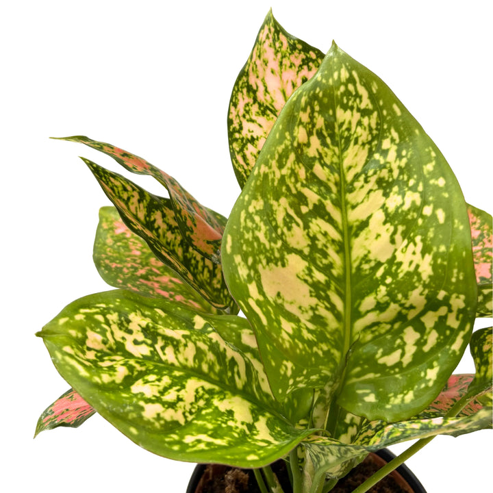 Primo piano di foglia di Aglaonema Pink Uniame con venature giallo crema e macchie rosa su sfondo verde.
