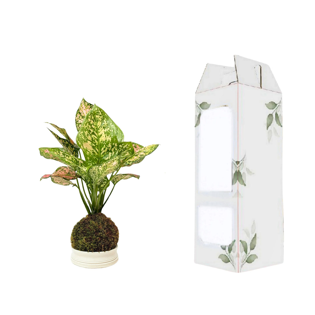 Aglaonema Pink UNIAME in Kokedama accanto alla confezione decorativa con finestre trasparenti e motivo botanico.