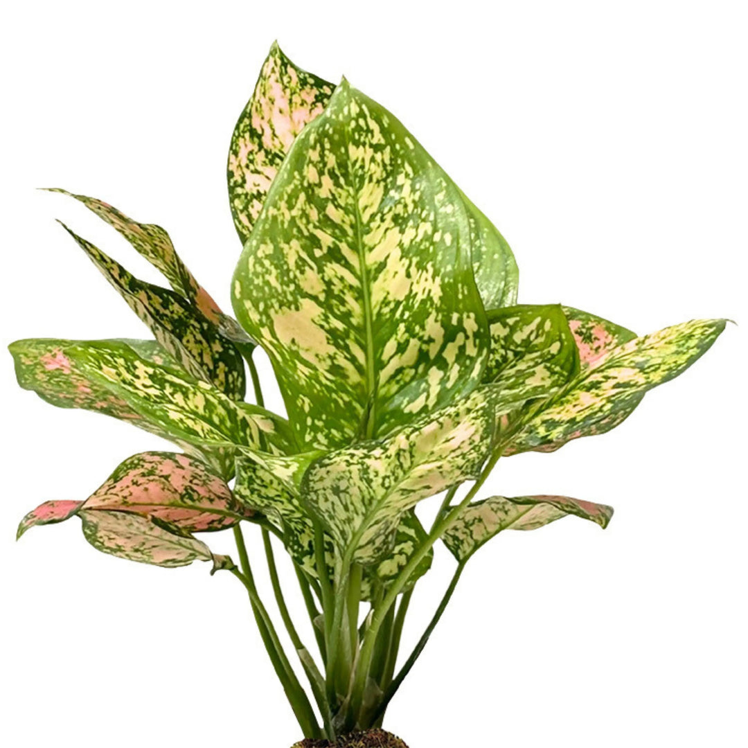 Dettaglio ravvicinato delle foglie dell'Aglaonema Pink UNIAME, con variegature verdi, crema e sfumature rosa.