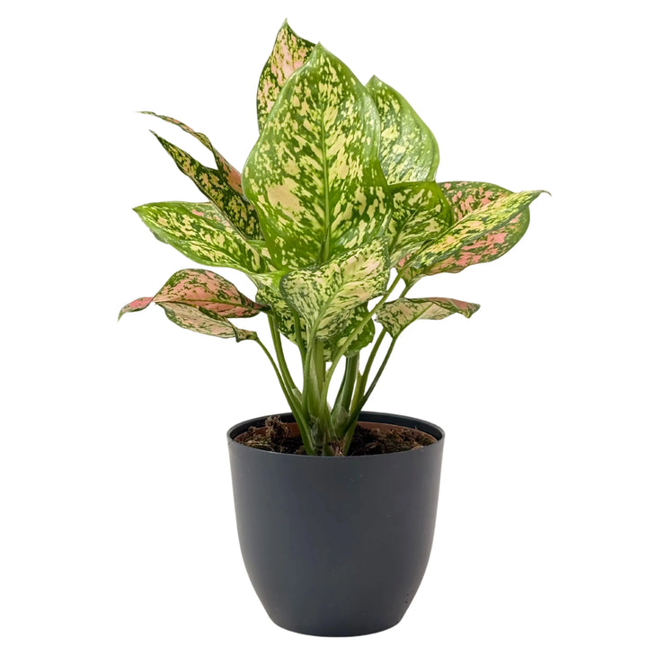 Aglaonema Pink Uniame in vaso antracite, pianta da interno con foglie verdi variegate rosa e crema, elegante e resistente.