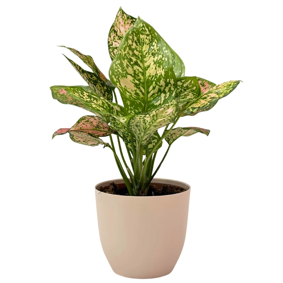Aglaonema Pink Uniame in vaso rosa cipria, pianta ornamentale con foglie variegate verde chiaro e rosa, ideale per ambienti interni.