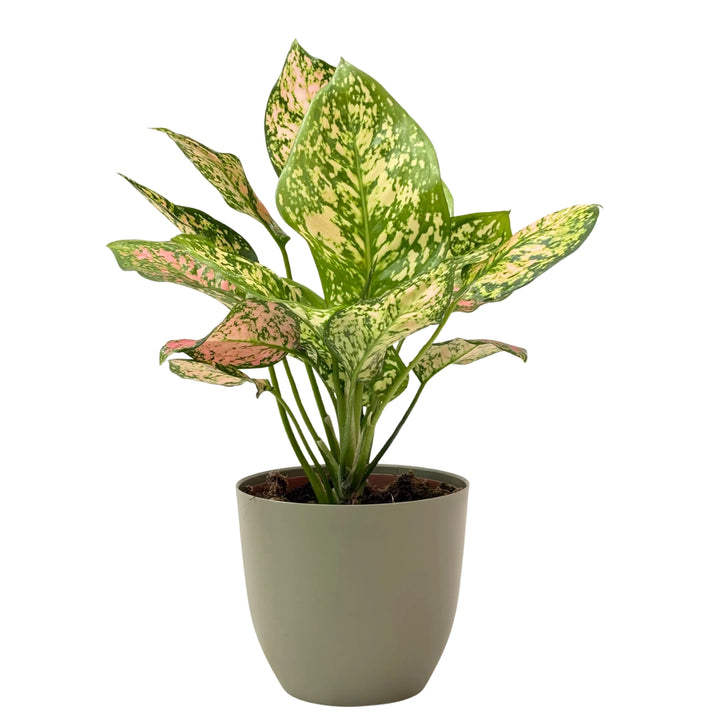 Pianta Aglaonema Pink Uniame in vaso verde rosmarino, fogliame decorativo con sfumature rosa e crema su base verde.