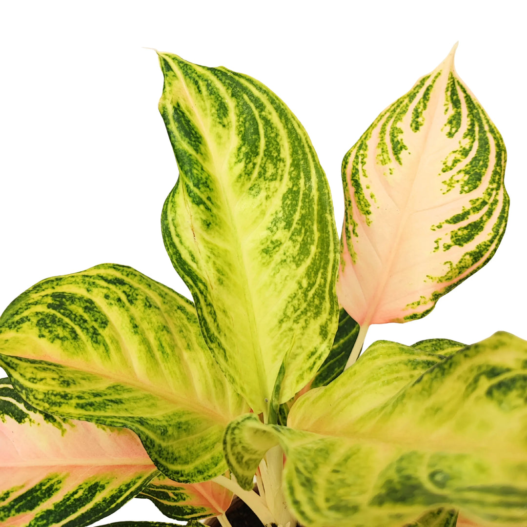 Dettaglio ravvicinato delle foglie dell’Aglaonema Pink Wave, con sfumature rosa pastello e venature verdi evidenti.