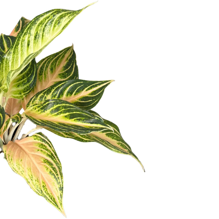 Dettaglio foglie Aglaonema Pink Wave con venature rosa e margini verde intenso