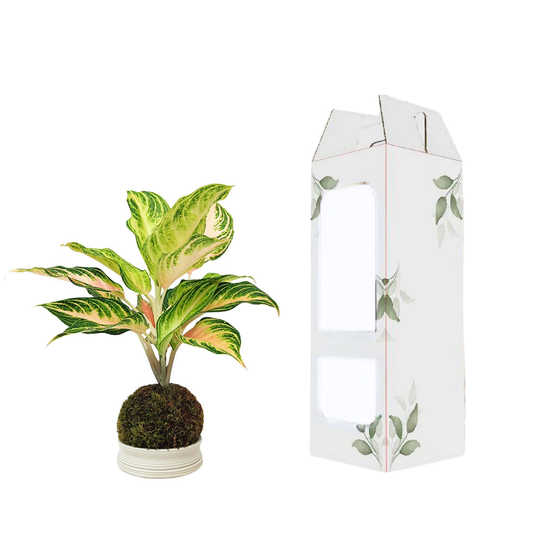 Aglaonema Pink Wave in kokedama affiancata dalla scatola decorativa da regalo, con grafica botanica.