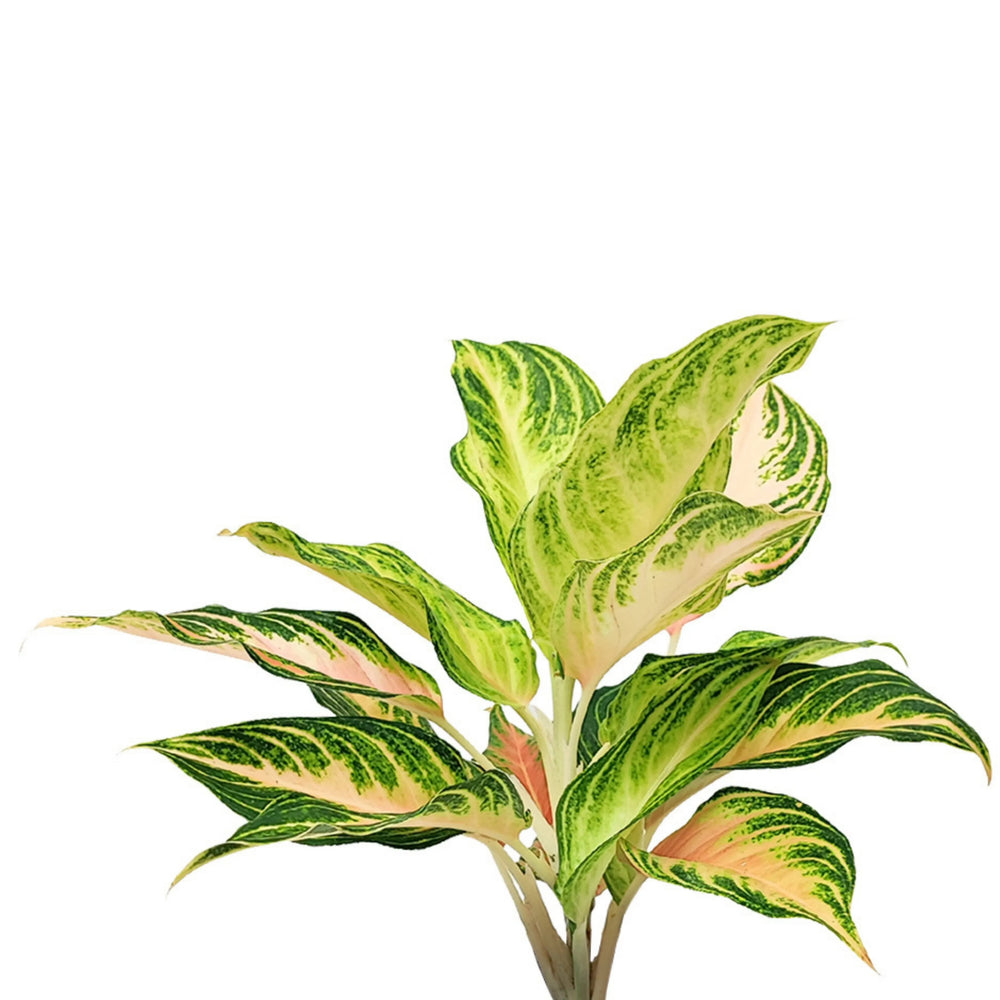 Dettaglio foglie di Aglaonema Pink Wave in kokedama, con sfumature verdi e rosa intenso.