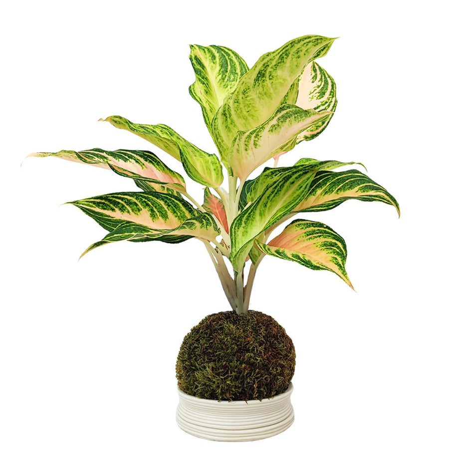 Aglaonema Pink Wave in kokedama vista frontale, con foglie verde chiaro e venature rosa, su base bianca.