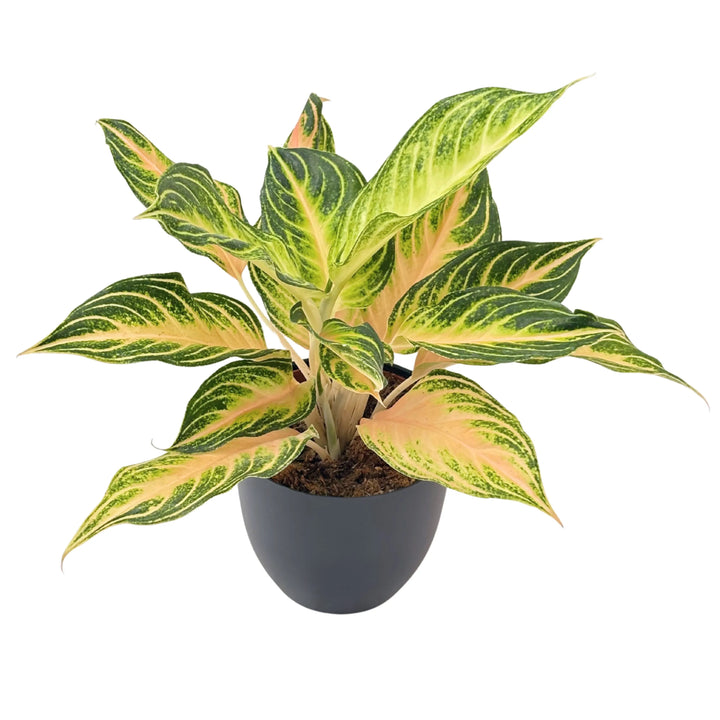 Aglaonema Pink Wave in vaso nero, vista frontale con foglie variegate verde scuro e rosa pesca