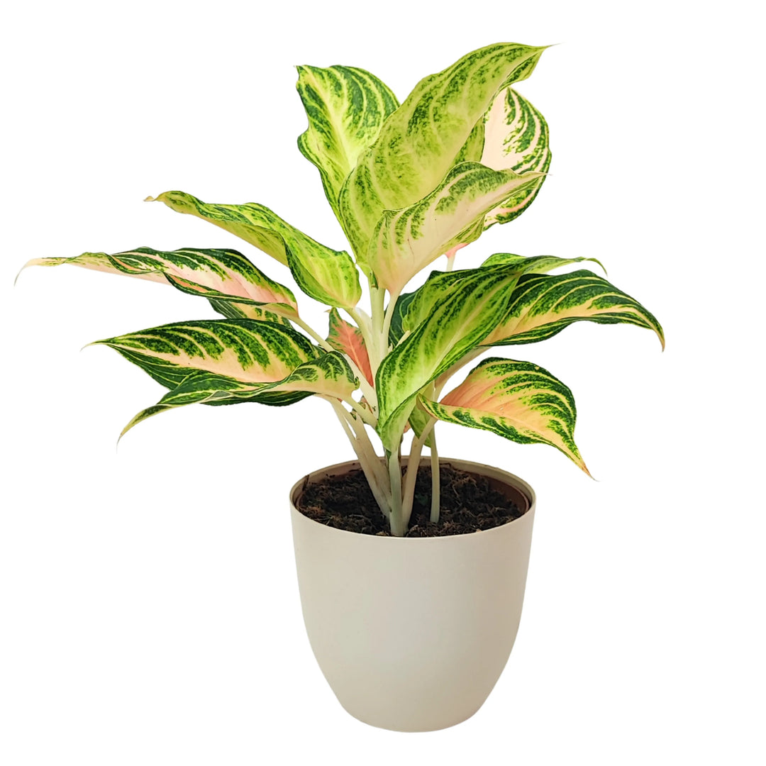 Aglaonema Pink Wave in vaso bianco, vista frontale, foglie variegate con sfumature rosa e verde intenso.