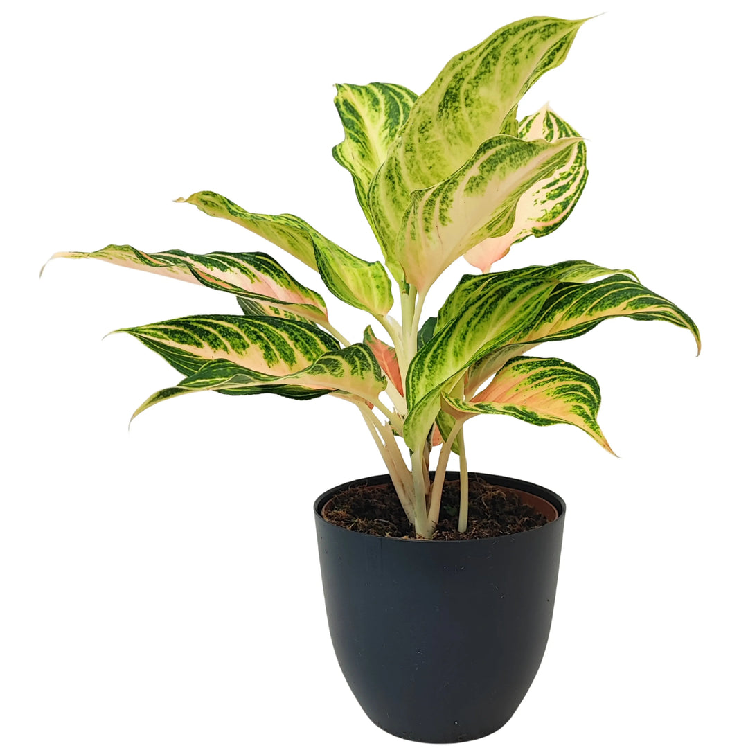 Pianta Aglaonema Pink Wave in vaso nero, foglie decorative con venature rosa e verde brillante, vista frontale.