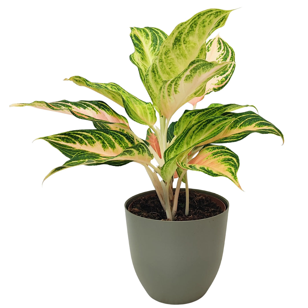 Aglaonema Pink Wave in vaso verde salvia, elegante pianta da interno con foglie striate rosa e verdi.