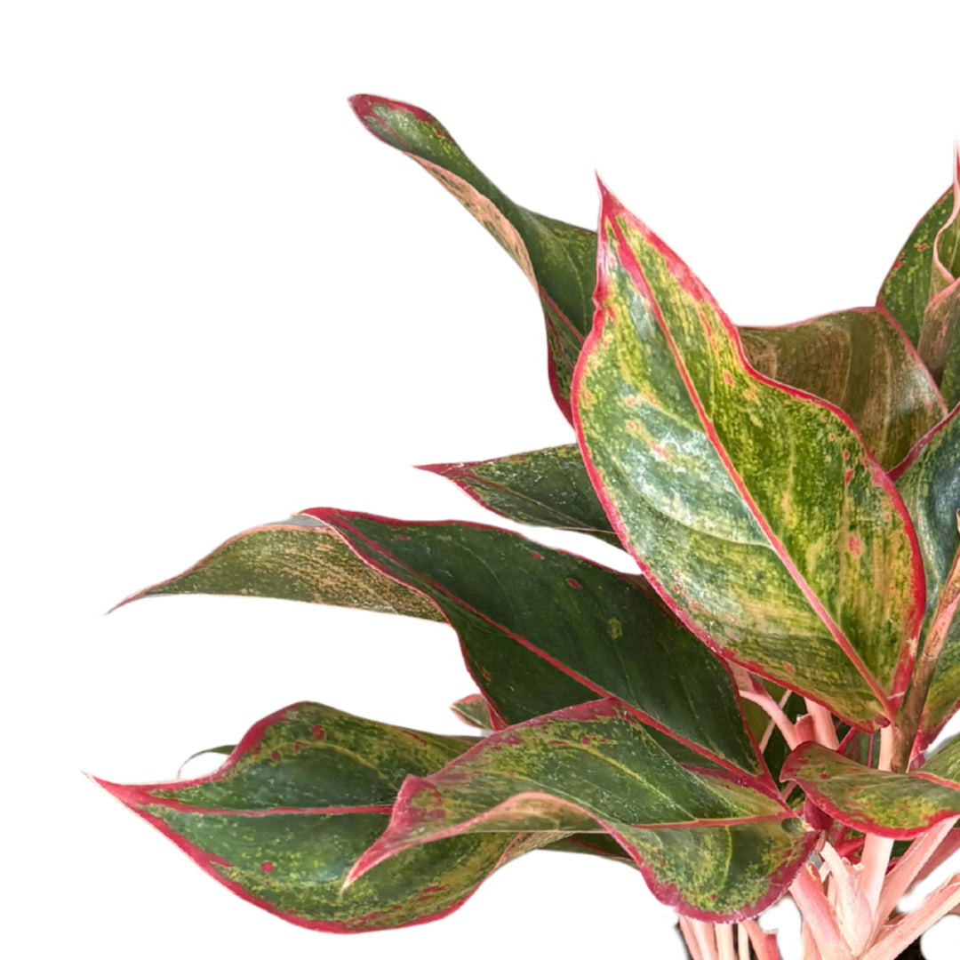 Dettaglio delle foglie di Aglaonema con margini rossi brillanti e venature verdi, pianta decorativa da interno.