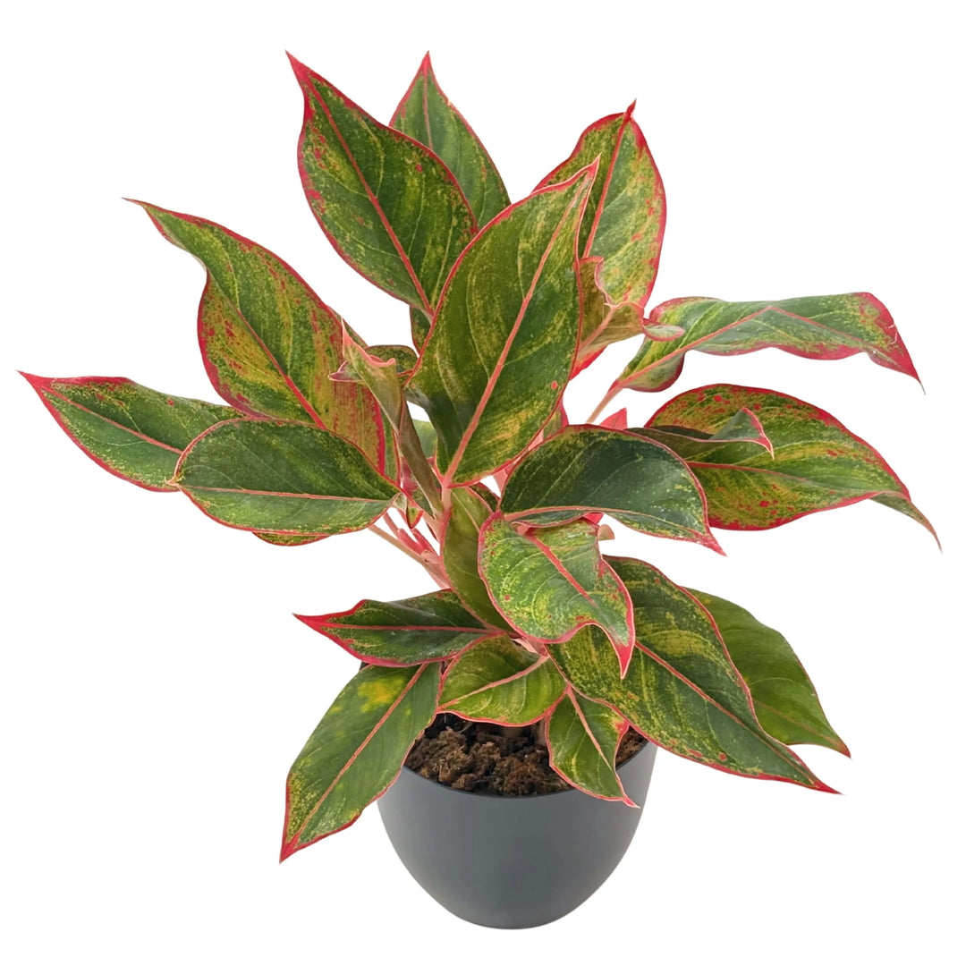 Aglaonema con foglie variegate verdi bordate di rosso in vaso nero, pianta ornamentale da interno ideale per arredare con stile.