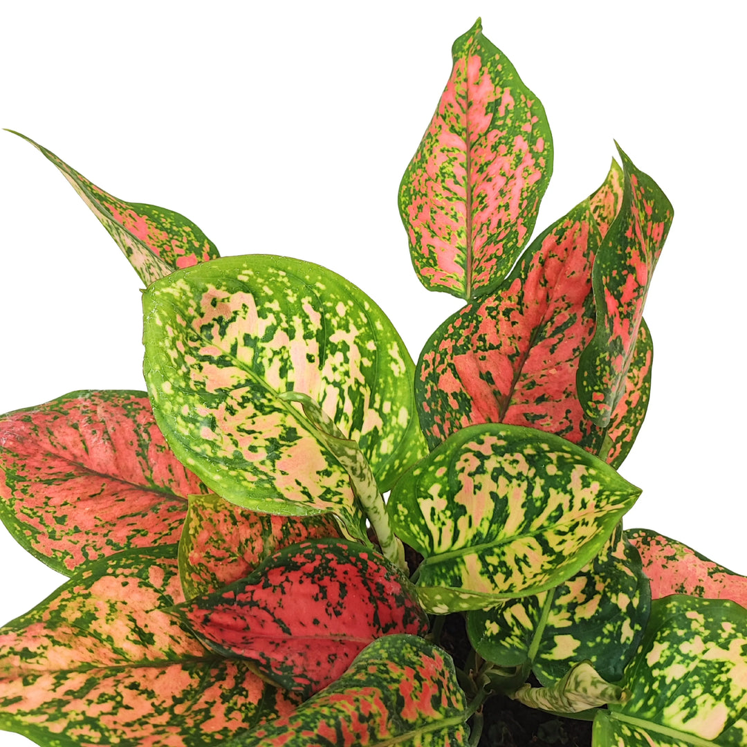 Dettaglio ravvicinato delle foglie di Aglaonema Red Uniame con macchie rosa intenso, rosso e verde brillante.