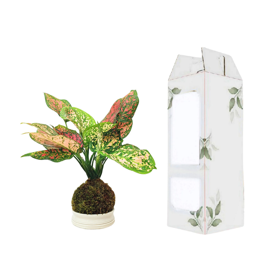 Aglaonema Red UNIAME in Kokedama presentata con elegante scatola finestrata decorativa.