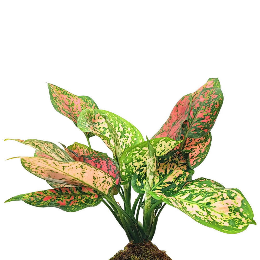 Dettaglio delle foglie vivaci dell’Aglaonema Red UNIAME in Kokedama, dai toni caldi.
