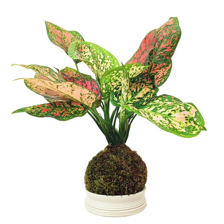 Kokedama Aglaonema Red Uniame con scatola regalo
