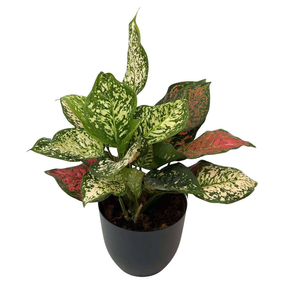Aglaonema Red Uniame in vaso nero, pianta ornamentale da interno con foglie variegate verde scuro e screziature rosse.