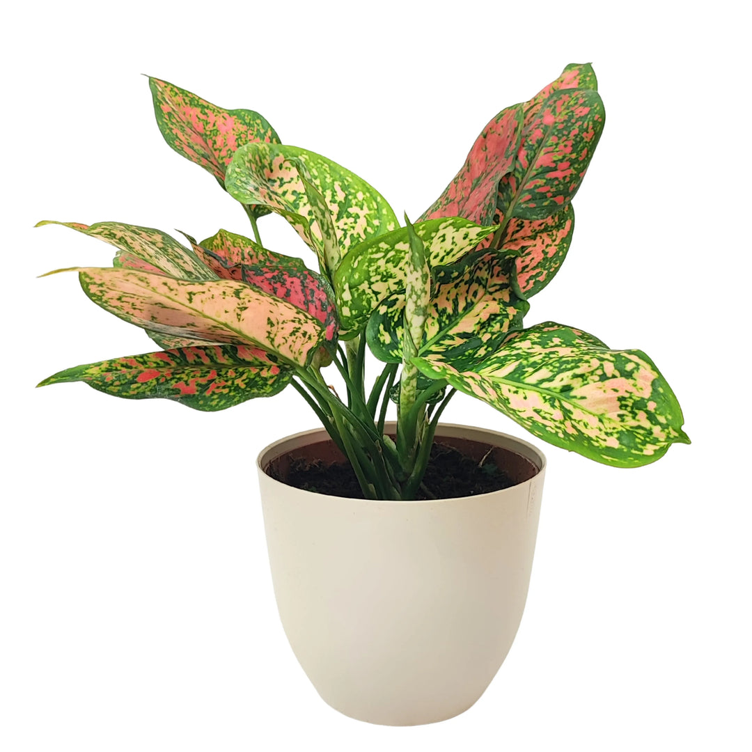 Pianta Aglaonema Red Uniame in vaso bianco, vista frontale, con foglie verdi screziate di rosa e rosso.