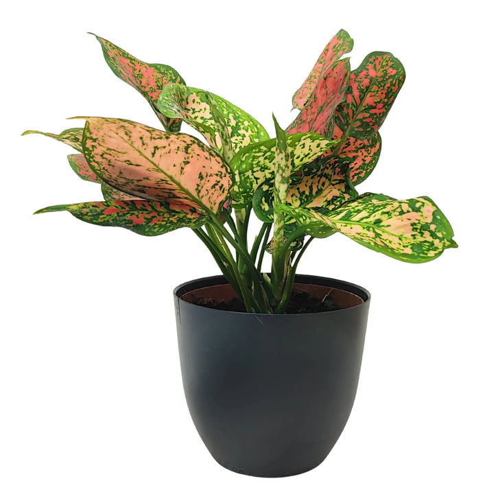 Aglaonema Red Uniame con vaso nero, ripresa frontale che evidenzia le venature rosse e la variegatura delle foglie.
