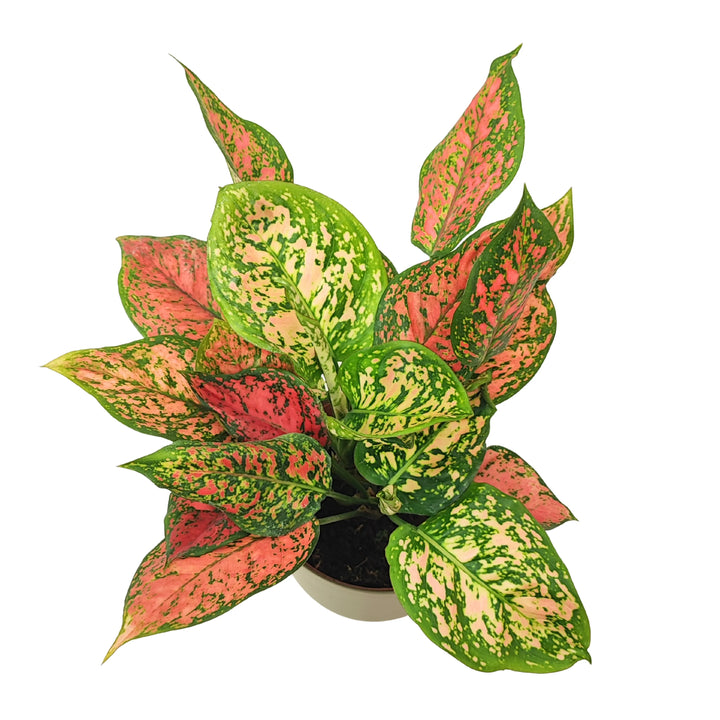 Aglaonema Red Uniame fotografata dall’alto, con foglie colorate che si aprono a raggiera.