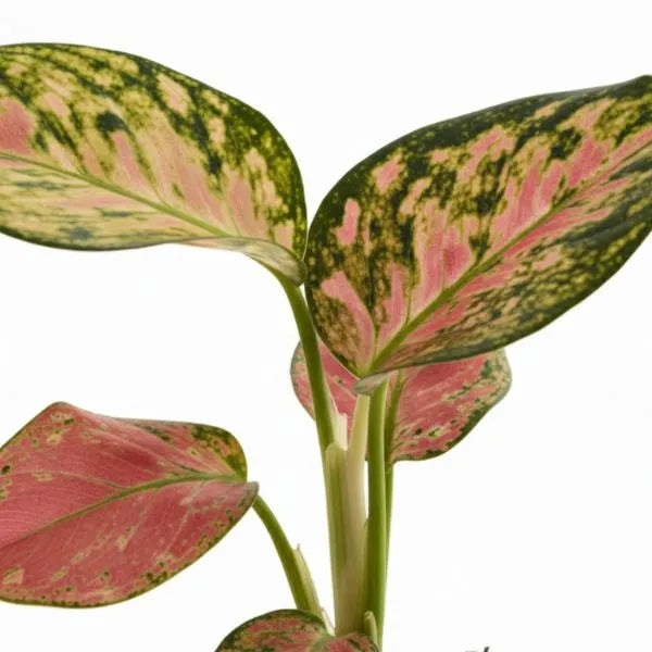 Dettaglio delle foglie variegate verdi e rosa di aglaonema rosa pianta ornamentale da interno