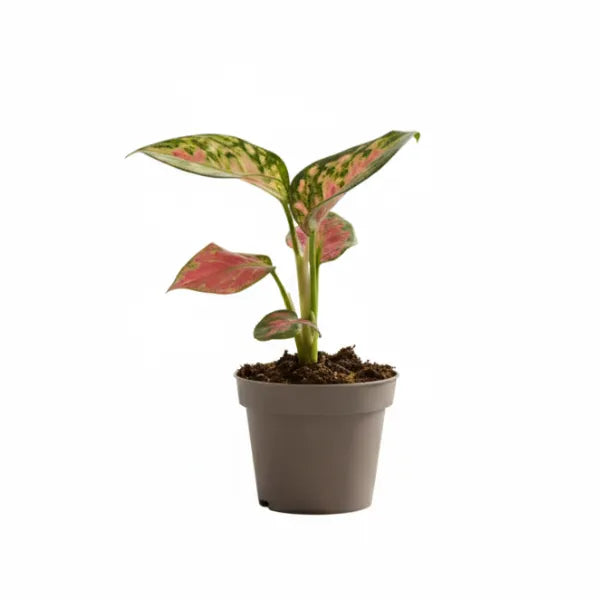 Aglaonema rosa pianta da interno in vaso grigio con foglie verdi e rosa su sfondo bianco
