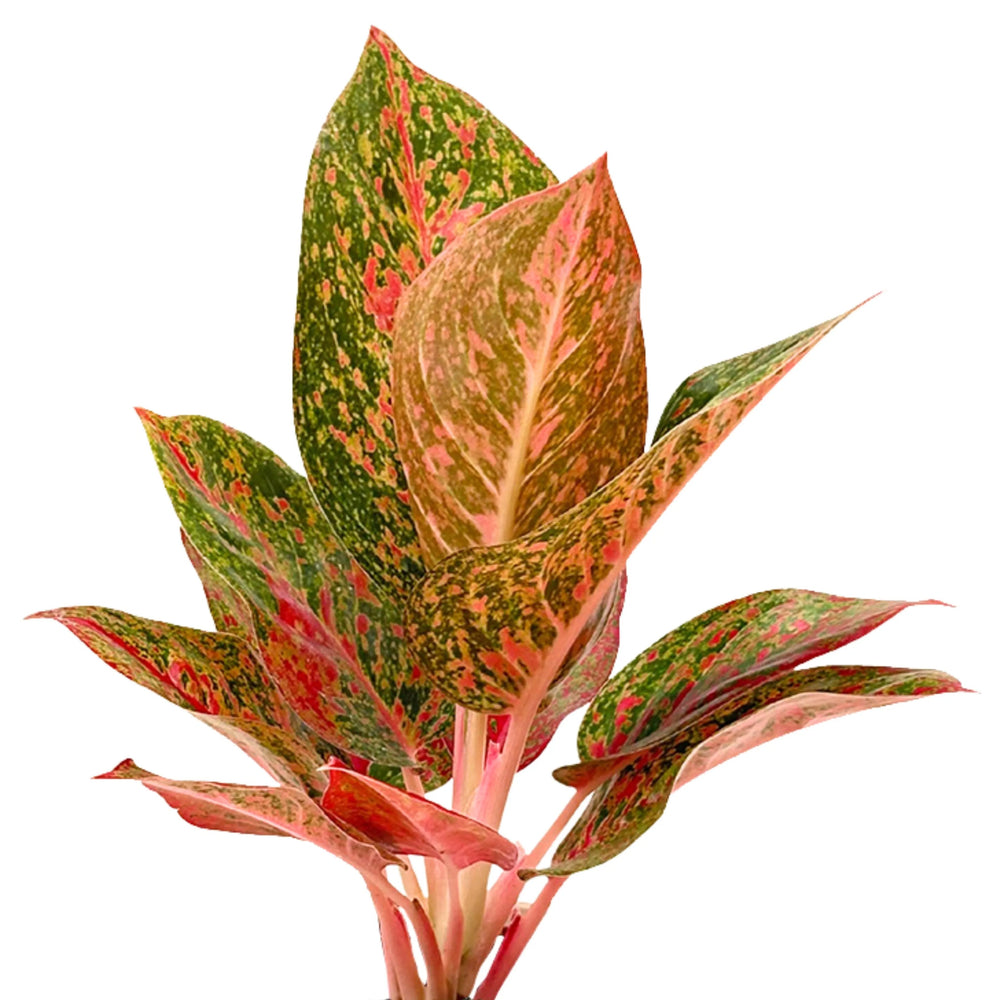 Dettaglio delle foglie dell’Aglaonema Sab Mongkol, rosso acceso con punteggiature verdi.