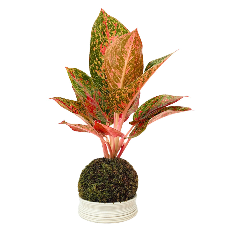 Aglaonema Sab Mongkol in kokedama, caratterizzata da foglie rosso intenso con venature verdi, su base bianca.